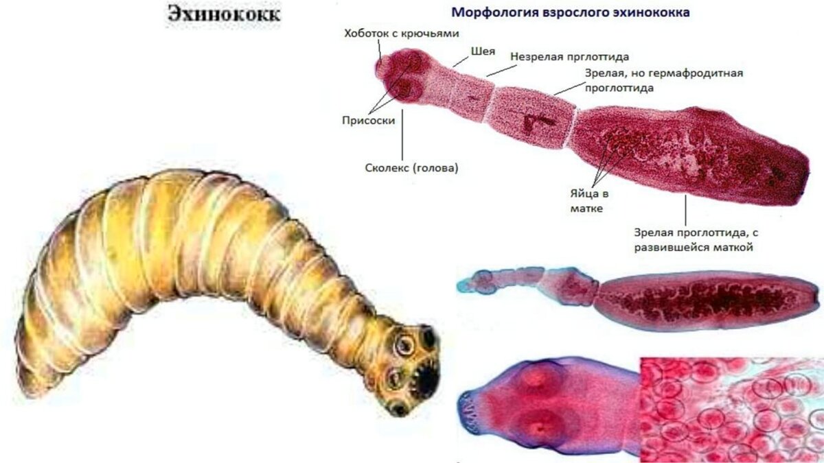 Эхинококк у кошек