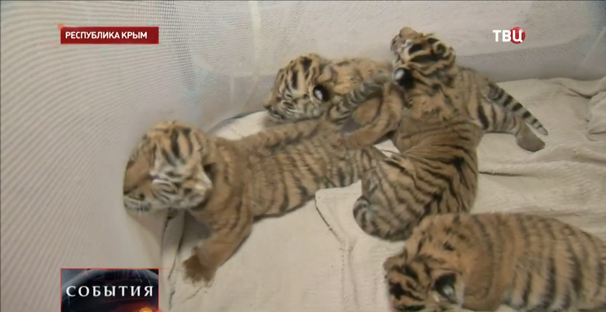 Тигрята 