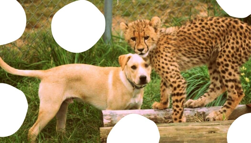 Каси и Мтани живут вместе с 2012 года