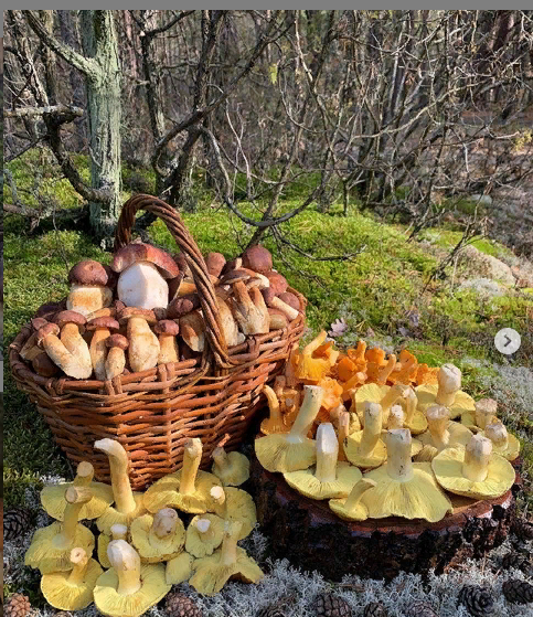 Так собирают профи.Правда зеленухи положили для красоты фото. Фото из Беларуси