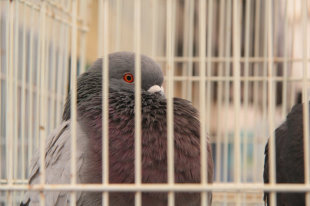 Уфимец попытался перевезти марихуану в клетке с голубями