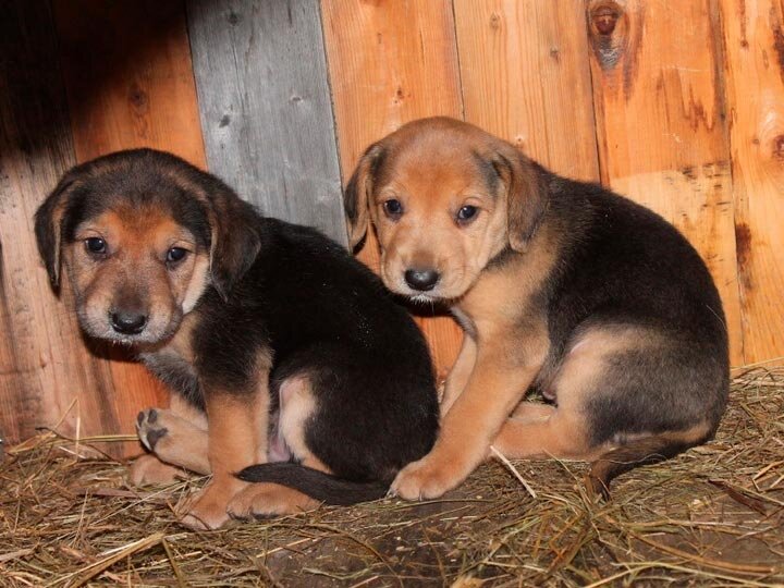 русская гончая чепрачная. объявление гончих собак. русская гончая породы собак россии. объявление гончих собак. русская пегая гончая элита.
