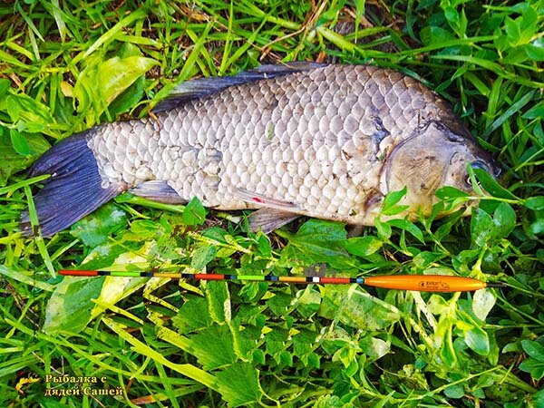 Карась на поплавочную удочку