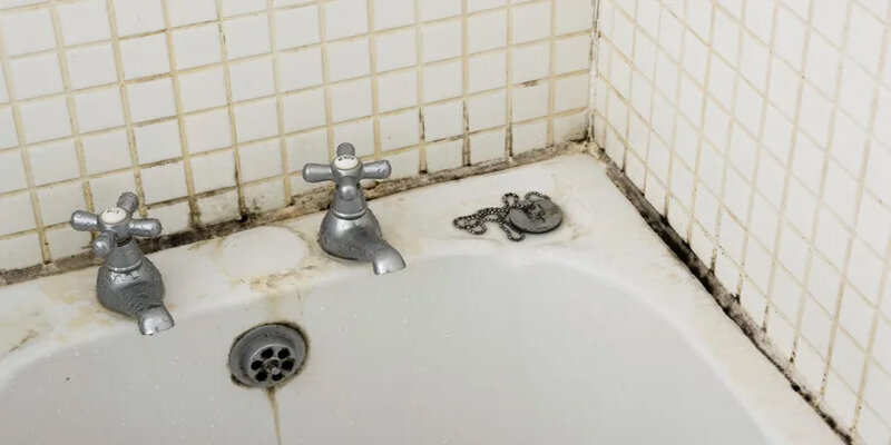 Современные методы воздействия и профилактика возникновения плесневого грибка.