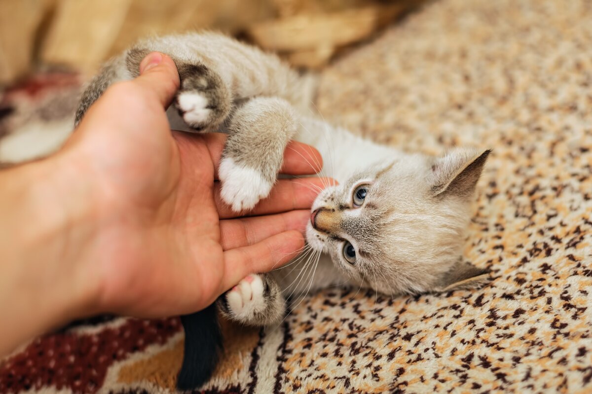 Фото iStockphoto