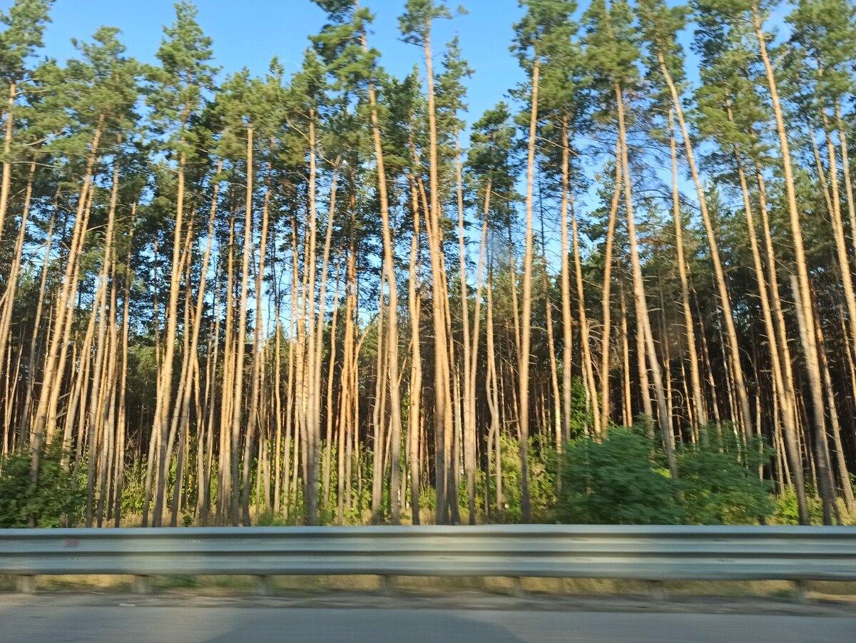 Корабельная сосна: На Львовщине разоблачили преступную деятельность (ФОТО)