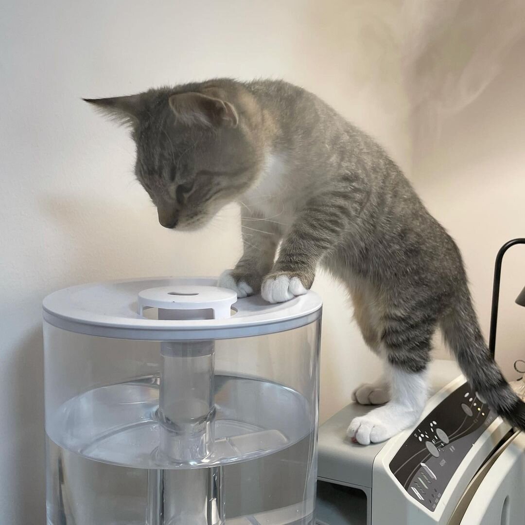 Котики почему-то без ума от увлажнителей воздуха, постоянно суют моську в струю пара