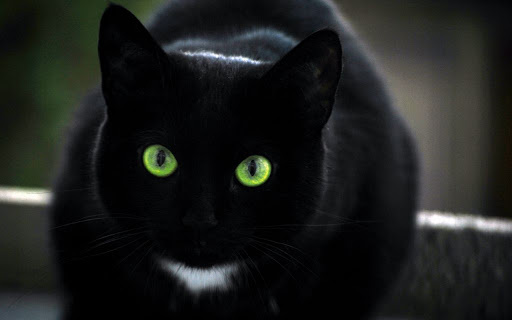 Черный кот