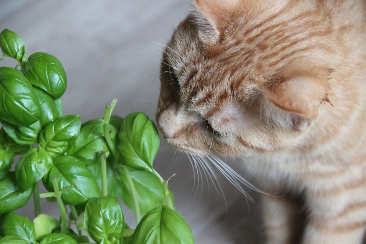 Домашние растения интересуют кошек по разным причинам