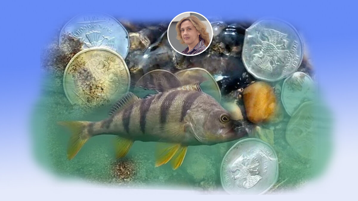 Денежка на прикорм денежек