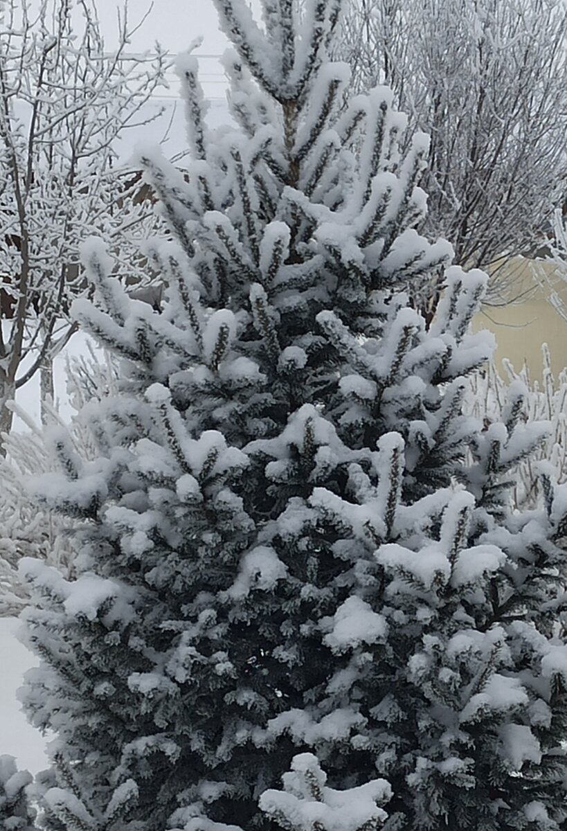 Любимая ёлочка