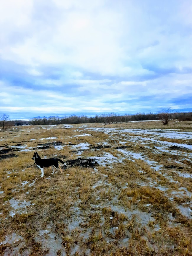 Ночью шёл дождь, смыл почти весь снег...