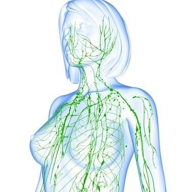 Лимфатическая система. Фото из сети интернет. 