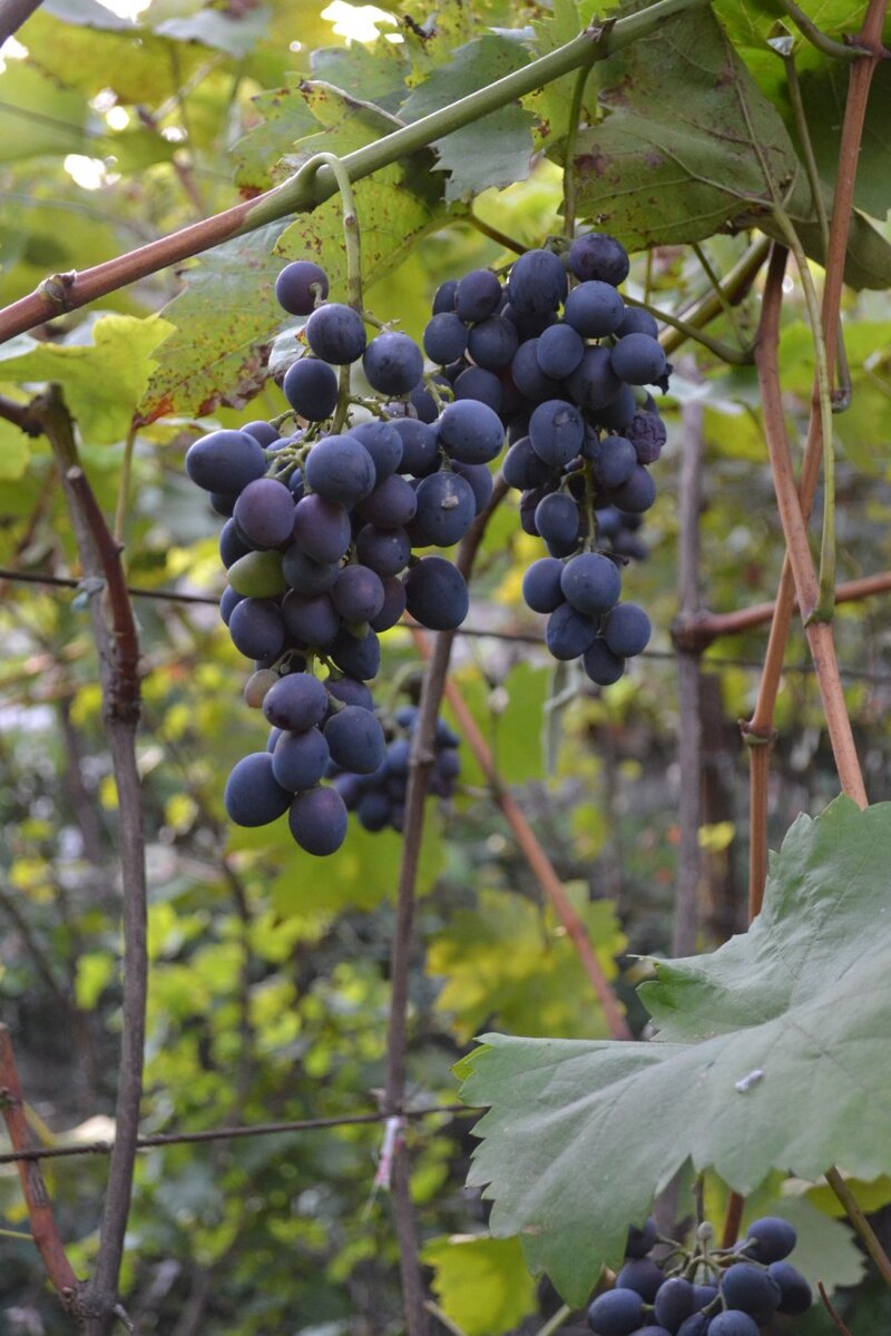 Как заботиться о винограде зимой, чтобы не остаться без урожая.