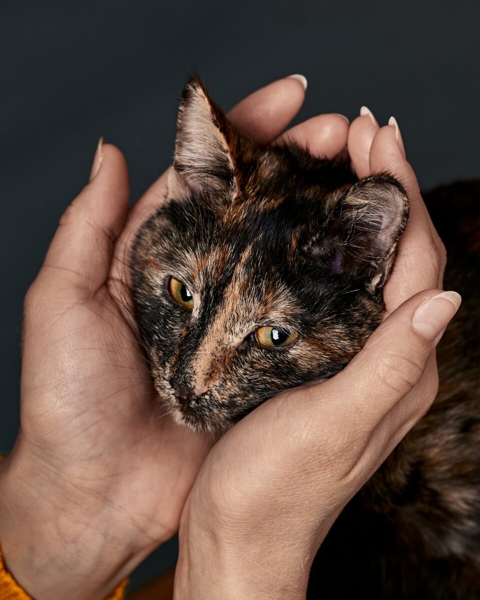 Каждое рождённое существо достойно жизни, любви и заботы. Поэтому необходимо гуманным способом остановить прирост новеньких, пока уже рожденные питомцы не найдут дом. Мораторий на продажи и стерилизация питомцев населения. Это единственный выход помочь питомцам в приютах найти дом. 