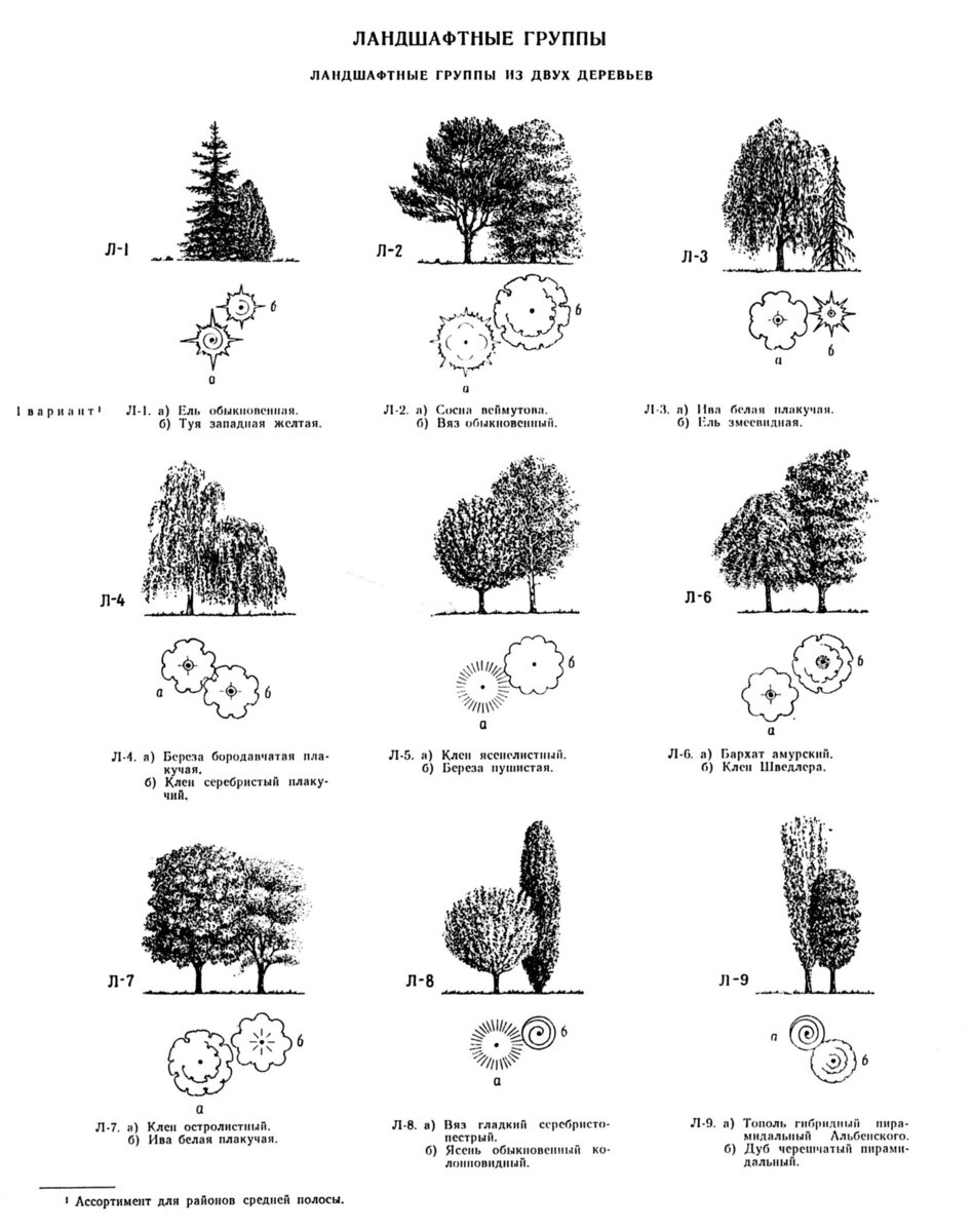 Схема древесно кустарниковых насаждений