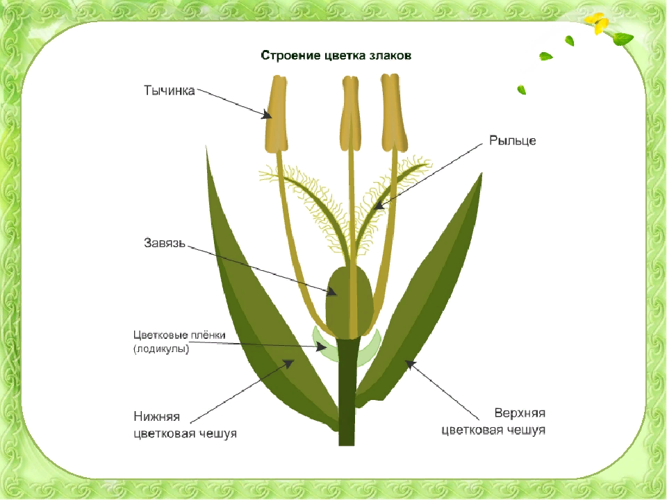 Схема строения цветка покрытосеменных