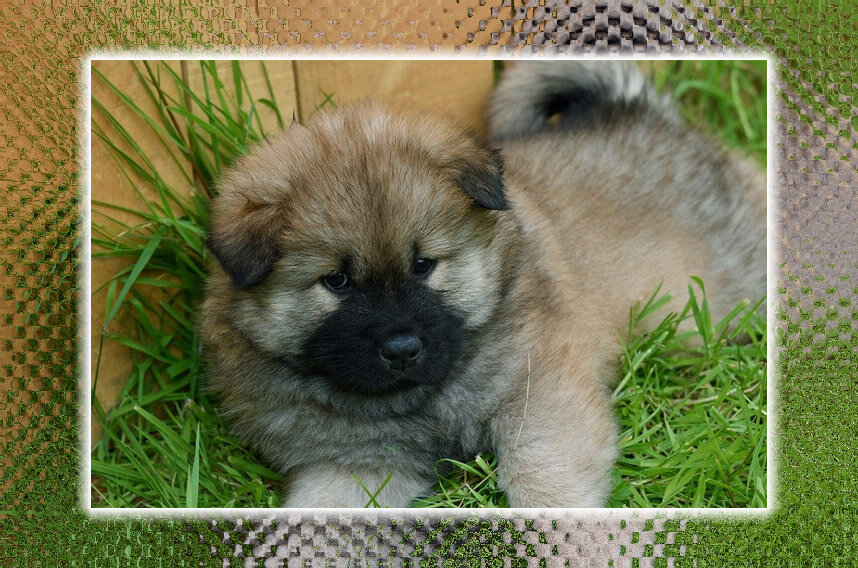 Пушок. Фото с сайта Pixabay.com. Обработка автора