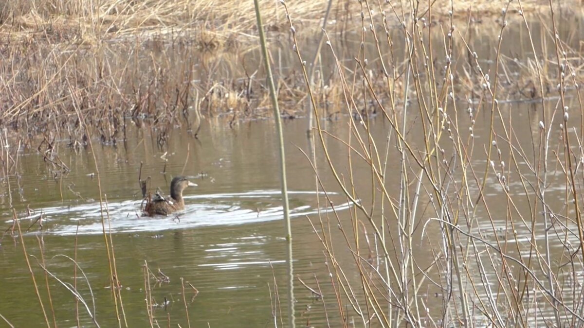 Фото Яндекс.