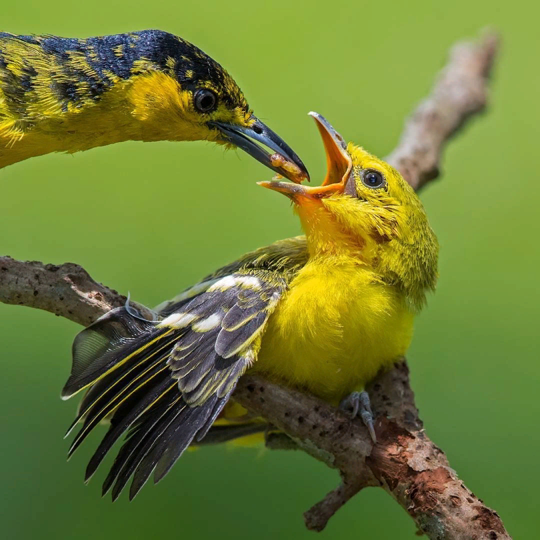Включи про птиц. Джонсон Чуа. Фотограф Джонсон Чуа. Джонсон Чуа птица. Красивые птицы.