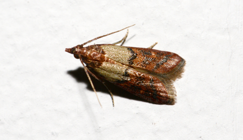 Источник: Яндекс. картинки. Моль.