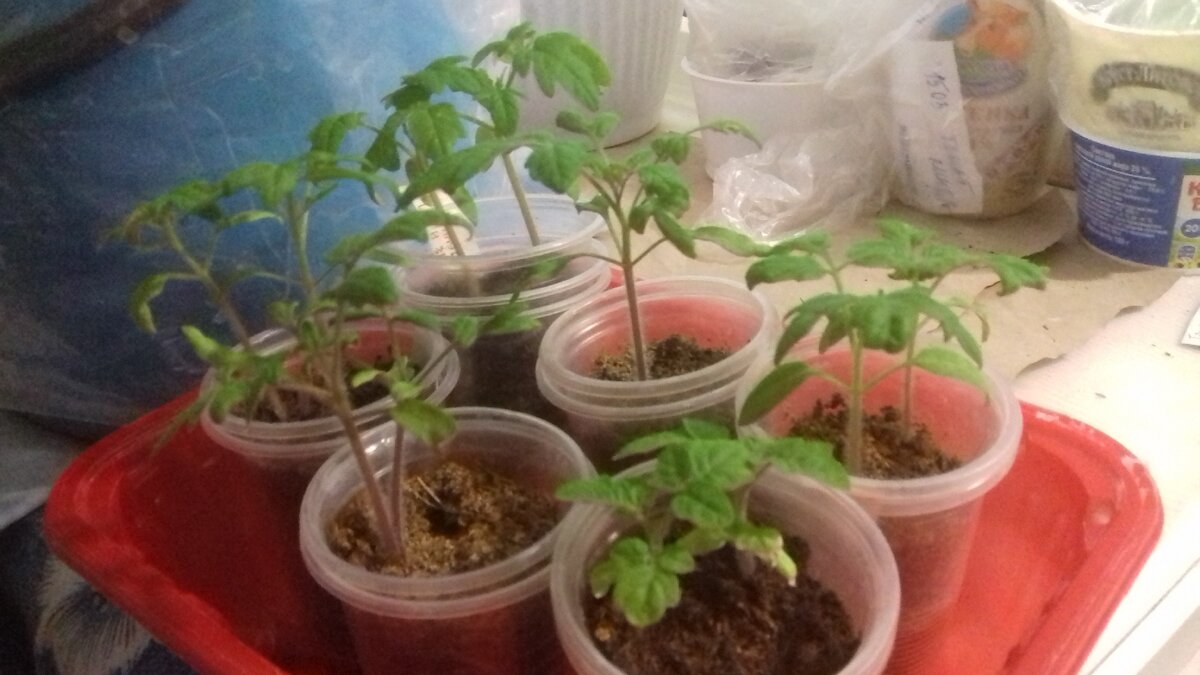 Эксперимент: вырастить томаты открытого грунта на балконе. 