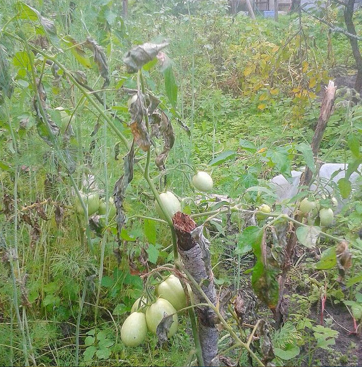 как я снимала дачу в Подмосковье. часть 2. НЕудачи огородные.