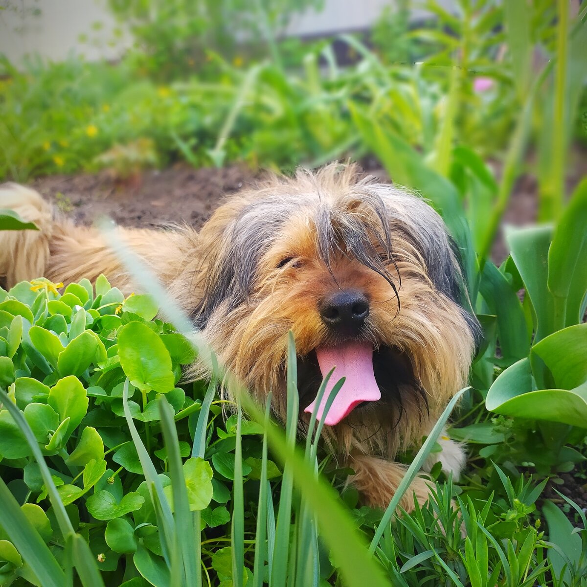 Сама Жанна не часто ест траву. Бывает ест, но я думаю, что она просто хочет из травы набрать витамины