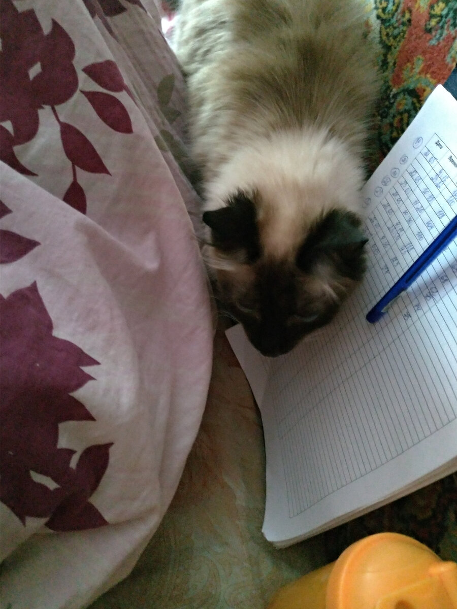 Котинька просится под одеяло.