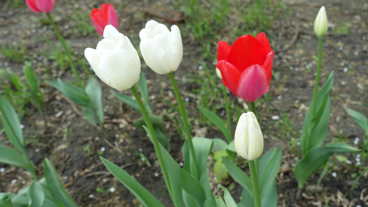 Что делать, если не цветут тюльпаны? Разбираемся в тонкостях посадки и правильного ухода