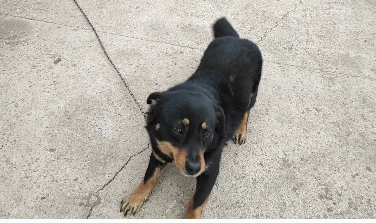 Гарик брат Малыша. Живет при загородном доме. А вот фото Малыша так и не нашла