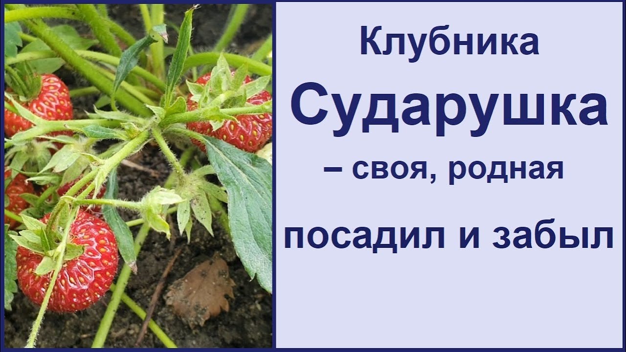 Клубника сорт сударушка отзывы. Клубника сударушка описание сорта. сударушка клубника описание. земляника сударушка описание. клубника сударушка описание сорта фото отзывы садоводов.