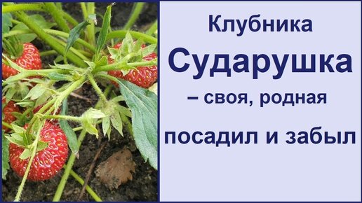 Вот как выглядит клубника под микроскопом: это просто отвратительно!