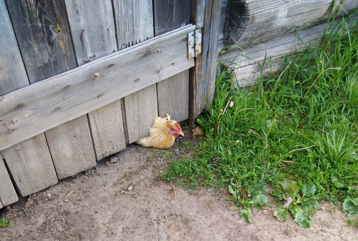 Когда очень хочется гулять!Личное фото