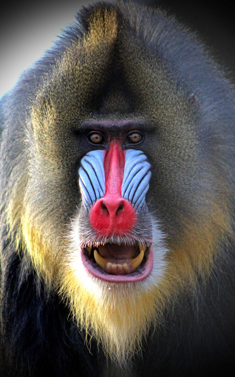 Mandrill rust ak фото 52