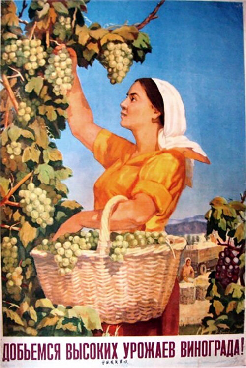 Выращивание винограда на участке.