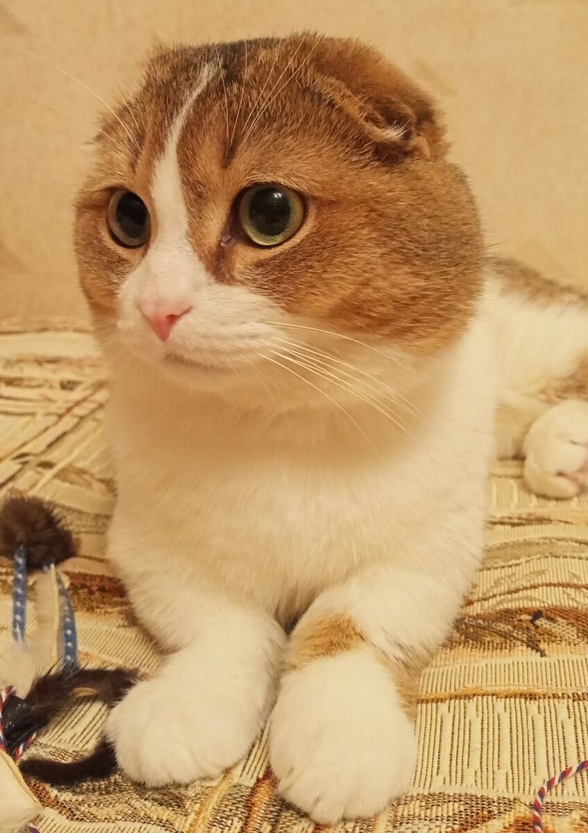 кот породы Манчкин