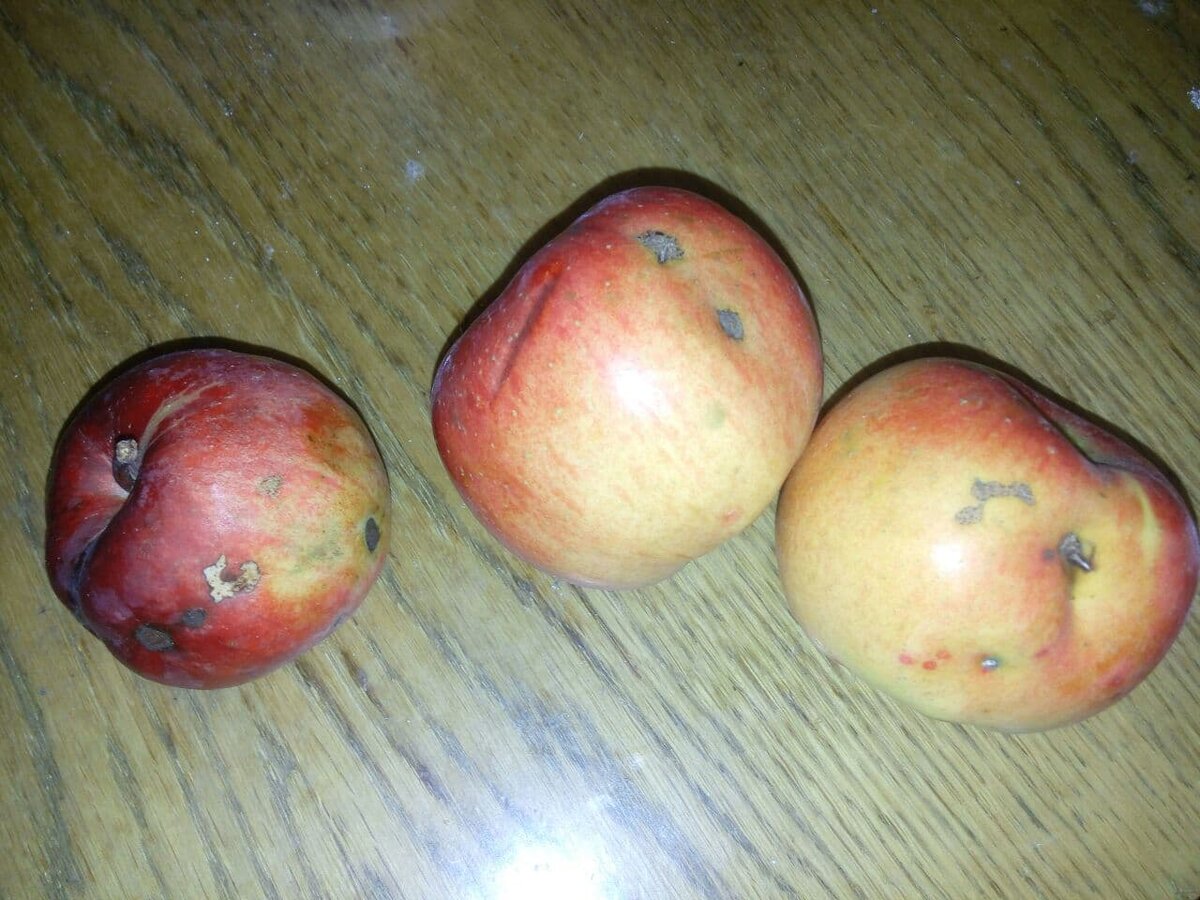 Домашние яблоки всегда имеют характерный вид)