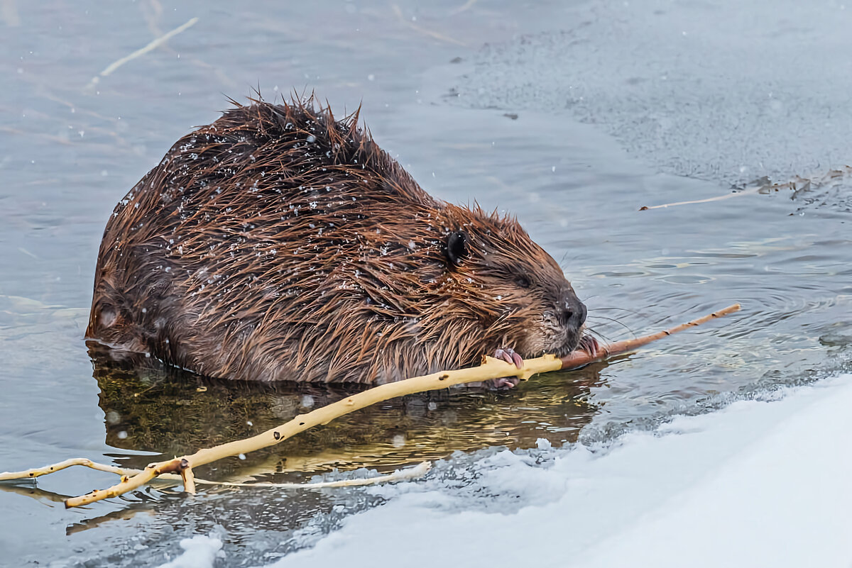 Где живут бобры. Бобер красная книга. Зачем бобры строят плотины и зачем. Бобры кировской области. Книги про бобров для детей.