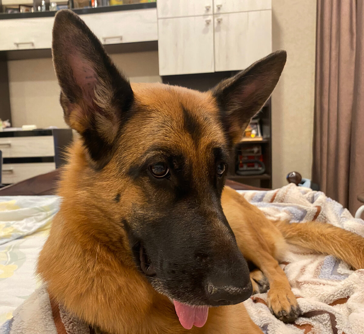 Альфа мешает смотреть телевизор😃и как-будто говорит: - «поиграй со мной»