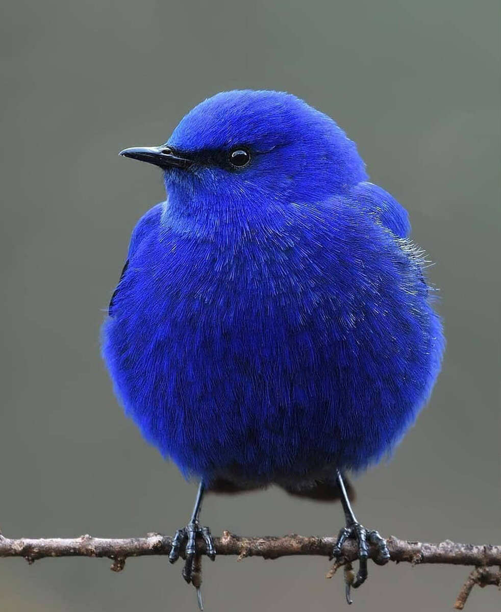 бар синяя птица