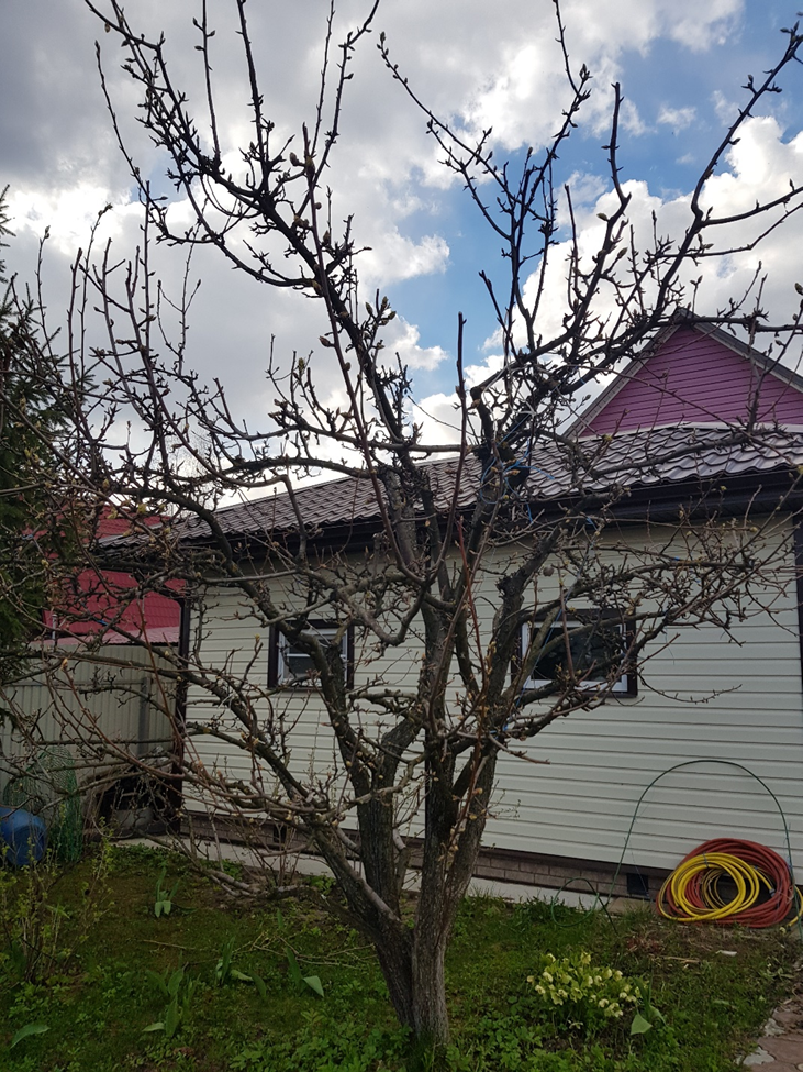 Старая груша