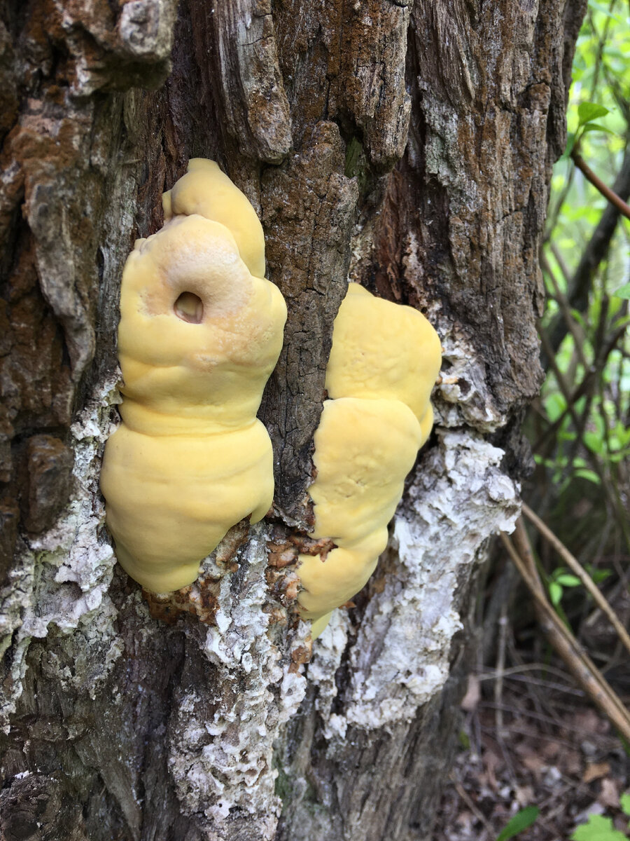 Трутовик Серно Желтый