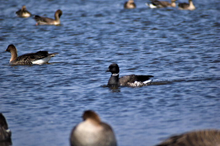 Тихоокеанская чёрная казарка. Фото Министерства экологии и рационального природопользования Красноярского края