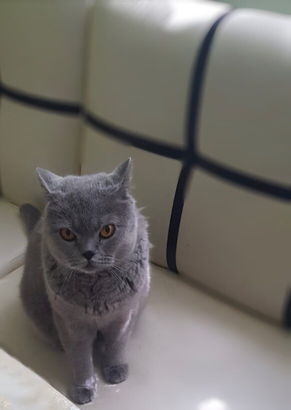 Котик - милашка, но отдельно от вязания