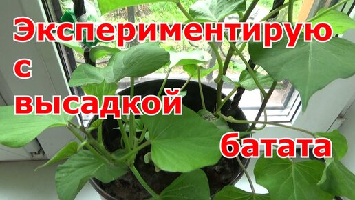 Высадка черенков батата в открытый грунт разными способами. Подмосковье. Эксперимент.