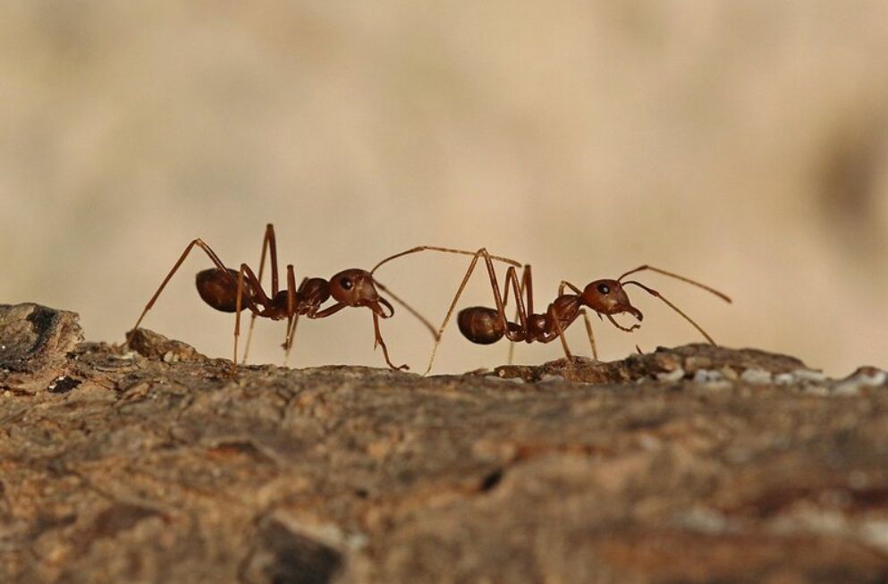 Длинноногие муравьи Фото: sokolov.ru