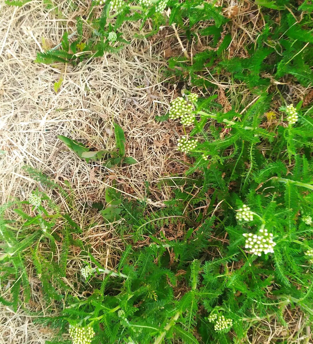 File:Potentilla anserina 001.JPG - Wikimedia Commons