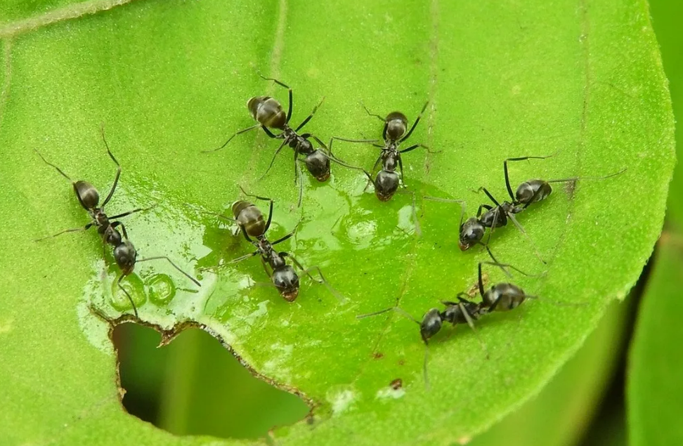 Фотография взята из источника gribyogorod.info