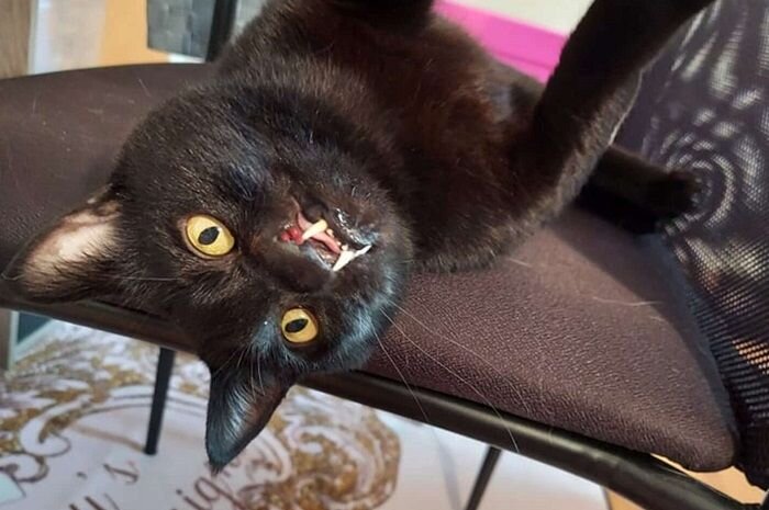 Кошка Оникс. Источник фото: https://bobo.grid.id/read/082908921/setelah-menunggu-90-hari-kucing-dengan-wajah-yang-berbeda-ini-akhirnya-diadopsi-keluarga-baru?page=all